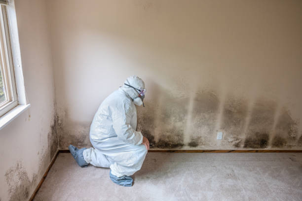 Why You Should Choose Our Mold Remediation Services in Brockton, MA